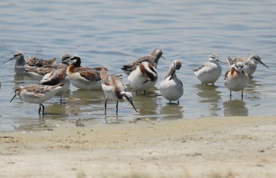 Wilson's Phalarope