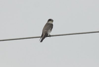 Bank Swallow