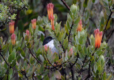 Black-backed Bush-Tanager