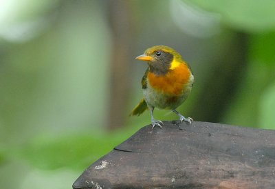 Guira Tanager