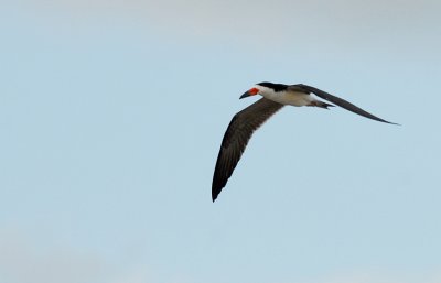 Black Skimmer