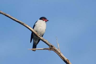 Black-tailed Tityra