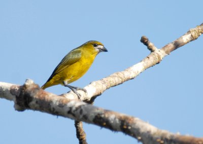 White-lored Euphonia