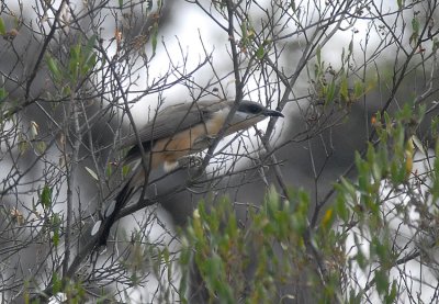 Dark-billed Cuckoo