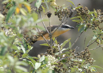 Dark-billed Cuckoo