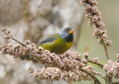 Moss-backed Tanager