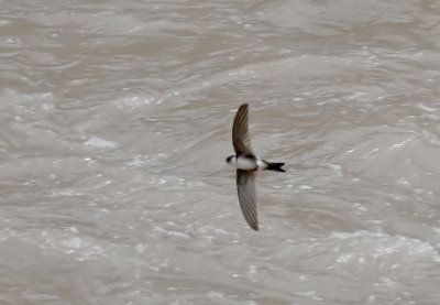 Andean Swift