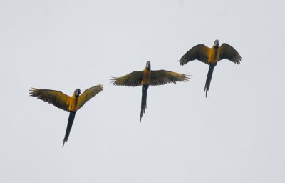 Blue-and-yellow Macaw