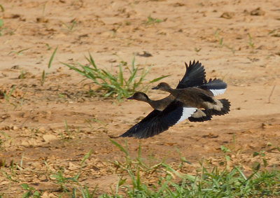 Brazilian Teal