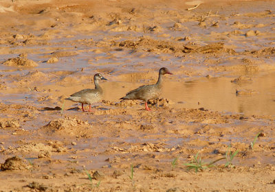 Brazilian Teal