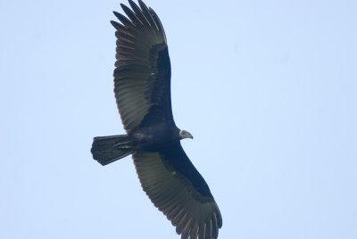 Greater Yellow-headed Vulture