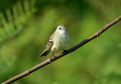 Southern Mouse-colored Tyrannulet