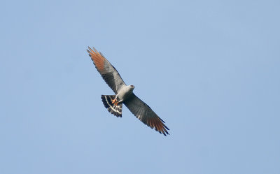 Plumbeous Kite