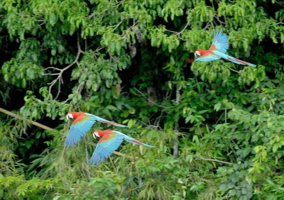 Red-and-green Macaw