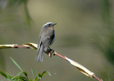 Rufous-breasted Chat-Tyrant