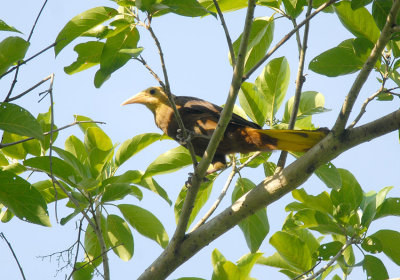 Russet-backed Oropendola