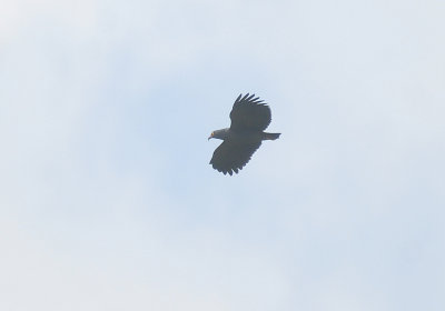 Slender-billed Kite