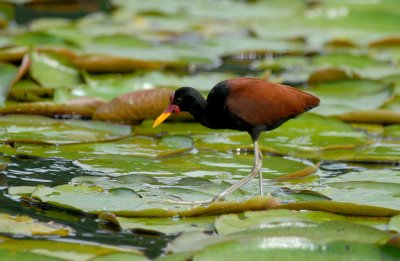 Wattled Jacana