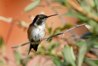 White-bellied Woodstar