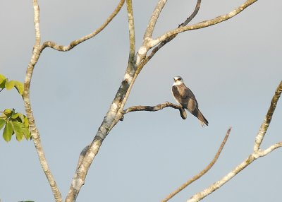 White-tailed Kite