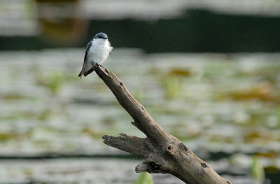 White-winged Swallow