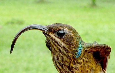 Buff-tailed Sicklebill