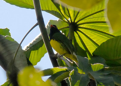 Black-chested Fruiteater