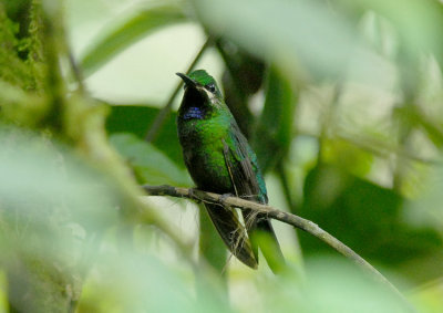 Black-throated Brilliant