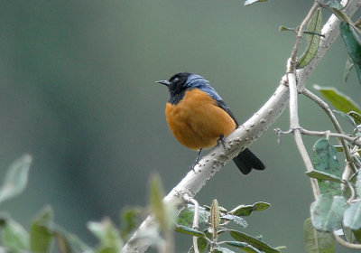 Blue-backed Conebill