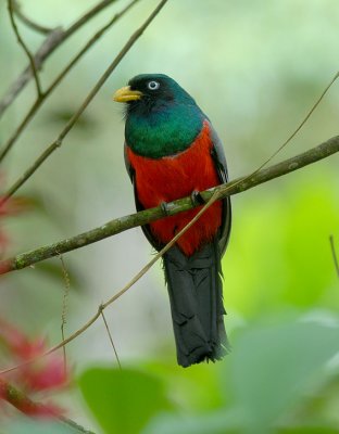 Choco Trogon