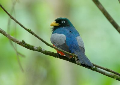 Choco Trogon