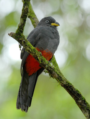 Choco Trogon