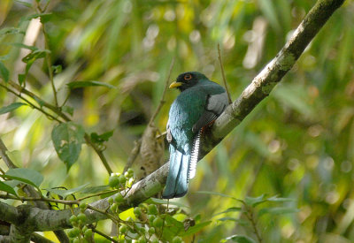 Collared Trogon