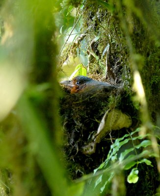 Giant Antpitta