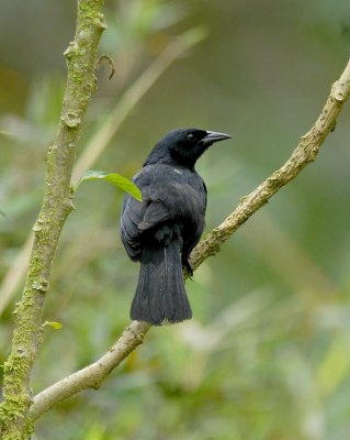 Scrub Blackbird