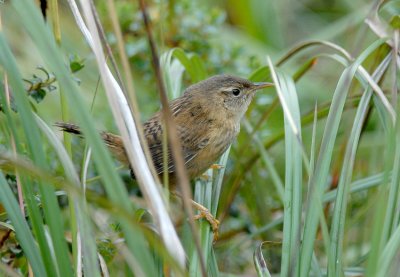 Sedge Wren