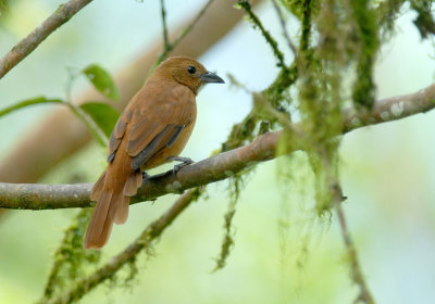 White-lined Tanager