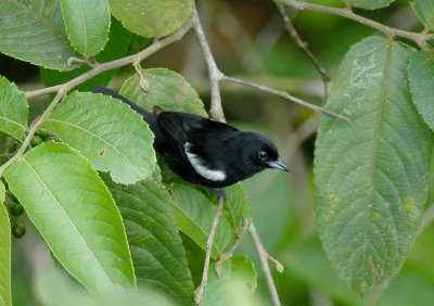 White-shouldered Tanager