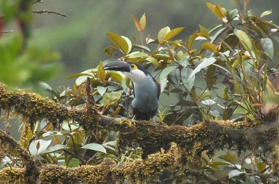 Black-billed Mountain-Toucan