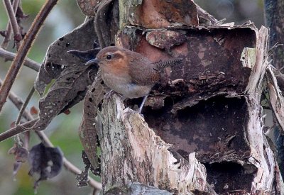 Mountain Wren