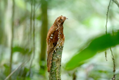 Rufous Potoo