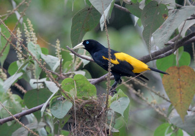 Yellow-rumped Cacique