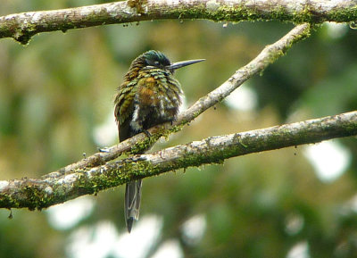 Purplish Jacamar