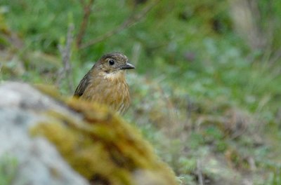 Tawny Antpitta