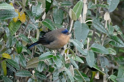 Tit-like Dacnis