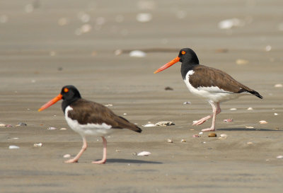 American Oystercatcher