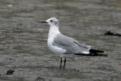 Laughing Gull