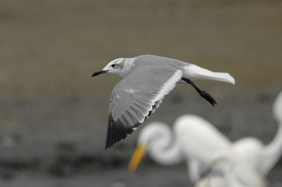 Laughing Gull