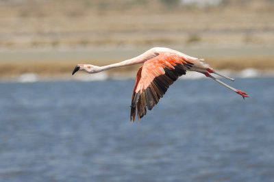 Chilean Flamingo