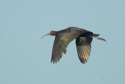 Glossy Ibis